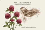 The Power of Red Clover Extract for Hair Density and Reduced Shedding

One of the most effective ingredients for addressing thinning is Red Clover Extract. Rich in Biochanin A, this botanical works to support the hair’s growth phase and helps strengthen the follicle infrastructure. Studies show that Red Clover Extract can support:

A reduction in hair fall

Improved density and strand anchoring

Better scalp circulation

Follicle longevity

This makes it beneficial for individuals experiencing thinning from